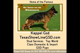 We feel blessed to live in the great state of texas, where we strive to raise and breed quality german shepherds. Texas Showline Gsd Puppies For Sale