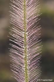 Image result for Perotis patens