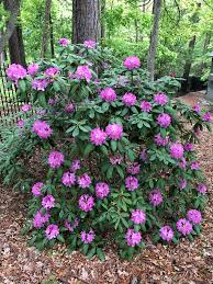 That law was recently put to the test when a sanford, nc land owner was found not guilty after shooting and killing a neighbor's dog. Rhododendron Catawbiense Catawba Rhododendron Mountain Rosebay Purple Rhododendron Rose Bay North Carolina Ex Wooded Landscaping Plants Flowering Shrubs