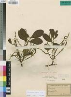 Image result for Anisophyllea boehmii