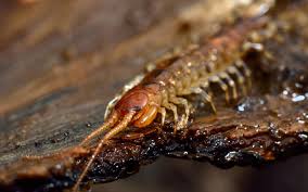 Indoors, centipedes may occur in damp areas of basements, closets, or bathrooms, or anywhere in the home where insects occur. 5 Ways To Keep Your Home Centipede Free Through The Winter Months Epm Environmental Pest Management