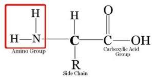 Amino Acids Structure Classification Properties With
