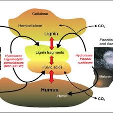 Hypothetical lignocellulose degradation mechanisms of P. inflatus in...
