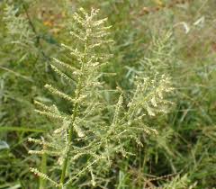 Image result for Panicum pilgeri