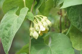 Image result for Telosma