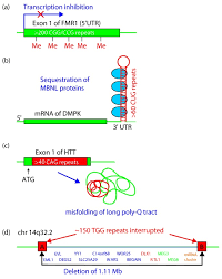 Trinucleotide Repeats Triggers For Genomic Disorders Genome Medicine Full Text