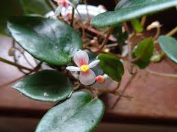 Image result for Begonia elaeagnifolia