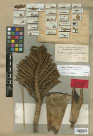 Image result for Raphia ruwenzorica