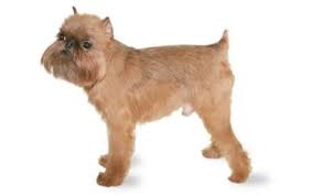 The earliest dog breeders used wolves to create domestic dogs. Brussels Griffon Dog Breed Information Pictures Characteristics Facts Dogtime