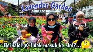 Cameron highland adalah yang pertama yang menawarkan pengunjung untuk melihat dan menikmati sendiri kecantikan bunga lavender. Lavender Garden Cameron Highland 2020 Tiket Mahal Berbaloi Ke Masuk Kesini Youtube