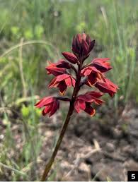 Image result for Satyrium coriophoroides