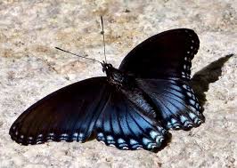 And four or so spots of orange above the white. Red Spotted Purple Gtm Research Reserve Butterfly Guide Inaturalist