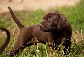 Image result for německý ohař krátkosrstý