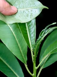 Image result for Sapium