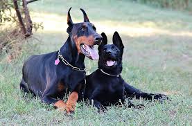 Siyah Alman Coban Doberman Yalan Ask Dostluk Kopek Pikist