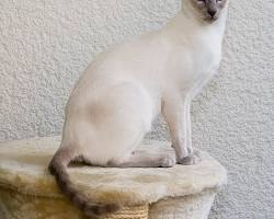 Image of قطة سيامية