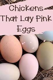 Personality and egg color salmon faverolles are the barnyard comedians. 11 Breeds Of Chickens That Lay Pink Eggs