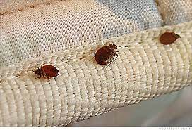 Why There S No Easy Bed Bug Cure Nov 5 2010
