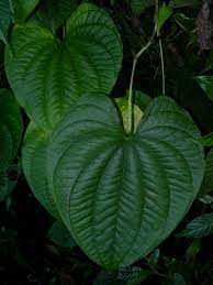 Image result for Dioscorea asteriscus