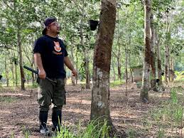 Batu peringatan 100 tahun pokok getah dan pokok getah. Kami Mahu Harga Getah Naik Bukan Benih Sayur Utusan Digital