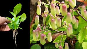 Image result for Bryophyllum pinnatum