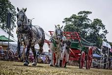 Tendring Show