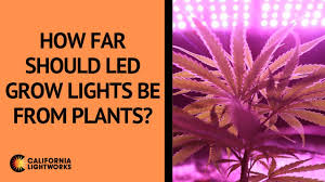 Having your garden is of course interesting. How Far Should Led Grow Lights Be From Plants California Lightworks