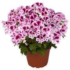 Royal pelargonium