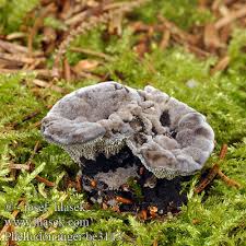 Image result for Phellodon niger