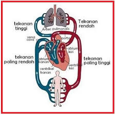 Sistem kardiovaskuler dan linfatik/ sistem pernafasan / sistem darah dan kekebalan tubuh/ sistem saraf dan perilaku / sistem. Biologi Gonzaga Peredaran Darah Cardiovascular