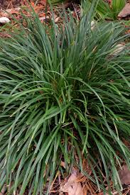 Image result for Carex brassii