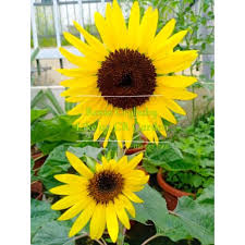 Jual bibit matahari sunflower little leo. Buy Black Head Sunflower 5 Seeds é»'å¿ƒå'æ—¥è'µ5ç²' Seetracker Malaysia