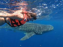 Swimming with Whale Sharks in Mexico: All You Need to Know - Sightseeing  Señorita