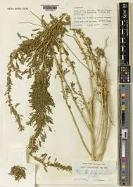 Image result for Amaranthus praetermissus