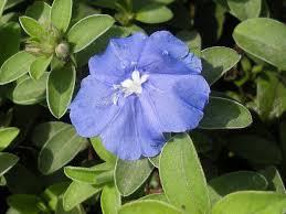 Hawaiian blue eyes (evolvulus pilosus 'blue daze'). Evolvulus Glomeratus Cultivated Efloraofindia