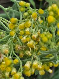 Image result for Eschenbachia stricta