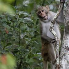 Maybe you would like to learn more about one of these? Furry Cute And Drooling Herpes What To Do With Florida S Invasive Monkeys Wildlife The Guardian