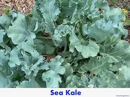 Image result for Crambe hispanica