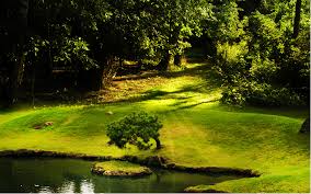 Free Download Natural Wallpaper Background Green Nature Wallpaper Green Nature Wallpaper Green Nature Nature