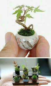 Miniatur Bonsai Baum Super Winziger Garten Modelle In 2020 Plants Bonsai Tree Bonsai Plants