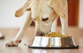 Non importa che tipo di dieta sia, la prima scelta alimentare del chihuahua dovrebbe essere la carne. L Alimentazione Corretta Per Il Cane My Pet S Hero