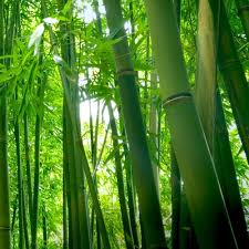 Bamboo forest, or arashiyama bamboo grove or sagano bamboo forest, is a natural forest of bamboo in arashiyama, kyoto, japan. Bamboo Forest Wind Sounds 75 Minutes By Relaxing White Noise