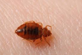 The bed bug pest control specialist will need full access to the perimeter of the rooms, closets and storage areas, including adjacent locations in your make sure after bed bug pest treatment to leave your living place for no less than four hours and let the treatment do its work! All You Need To Know About Bed Bugs Safeguard Pest Control Sunshine Coast