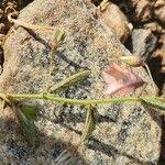 Image result for Hermannia kirkii