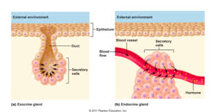 Endocrine System Week 1 2 Flashcards Quizlet