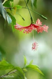 Look At The Birds Of The Air And The Flowers Of The Field 
