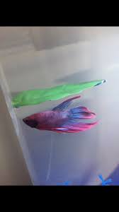 Betta With Internal Parasite My Aquarium Club