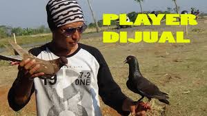 Beli burung boyolali online berkualitas dengan harga murah terbaru 2020 di tokopedia! Player Siap Tempur Jual Merpati Kolong Youtube