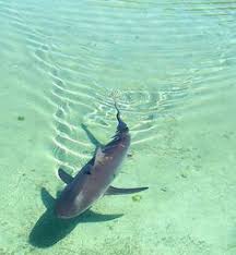 What is the biggest shark ever caught? Sharks And Shark Attacks By Madison Ford Infographic
