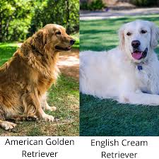 Pin On English Cream Golden Retriever Puppies